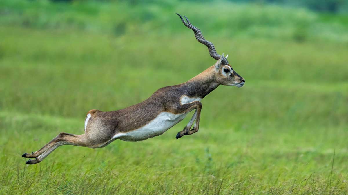 Kraftvoll geerdet mit Feldenkrais